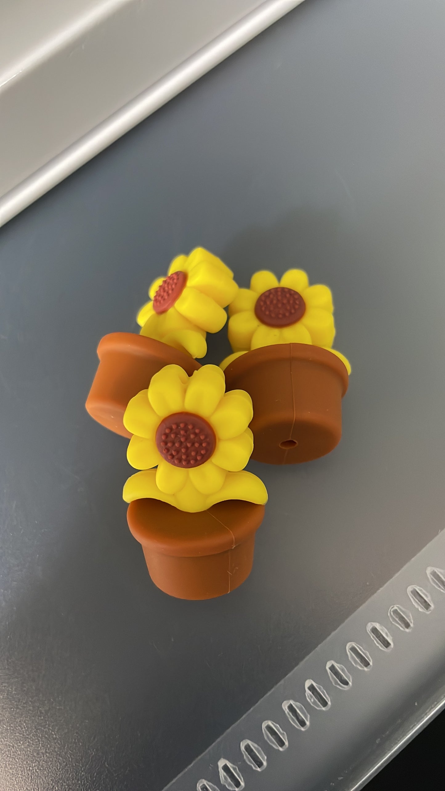 Sunflower in a pot